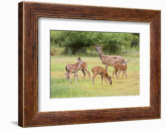 White-Tailed Deer (Odocoileus Virginianus) Doe with Fawns, Texas, USA-Larry Ditto-Framed Photographic Print