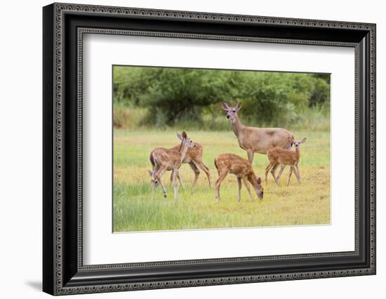 White-Tailed Deer (Odocoileus Virginianus) Doe with Fawns, Texas, USA-Larry Ditto-Framed Photographic Print