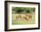 White-Tailed Deer (Odocoileus Virginianus) Doe with Fawns, Texas, USA-Larry Ditto-Framed Photographic Print