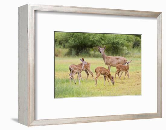 White-Tailed Deer (Odocoileus Virginianus) Doe with Fawns, Texas, USA-Larry Ditto-Framed Photographic Print