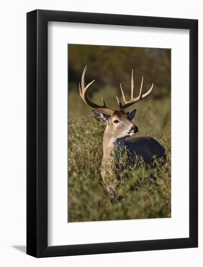 White-tailed Deer (Odocoileus Virginianus) dominant male-Larry Ditto-Framed Photographic Print