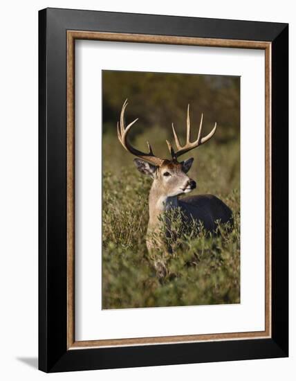 White-tailed Deer (Odocoileus Virginianus) dominant male-Larry Ditto-Framed Photographic Print