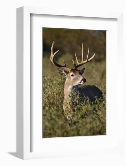 White-tailed Deer (Odocoileus Virginianus) dominant male-Larry Ditto-Framed Photographic Print