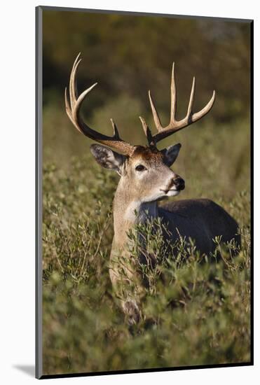 White-tailed Deer (Odocoileus Virginianus) dominant male-Larry Ditto-Mounted Photographic Print