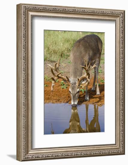 White-tailed Deer (Odocoileus virginianus) drinking-Larry Ditto-Framed Photographic Print