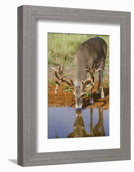White-tailed Deer (Odocoileus virginianus) drinking-Larry Ditto-Framed Photographic Print
