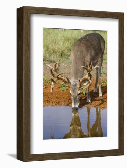 White-tailed Deer (Odocoileus virginianus) drinking-Larry Ditto-Framed Photographic Print