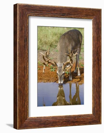 White-tailed Deer (Odocoileus virginianus) drinking-Larry Ditto-Framed Photographic Print