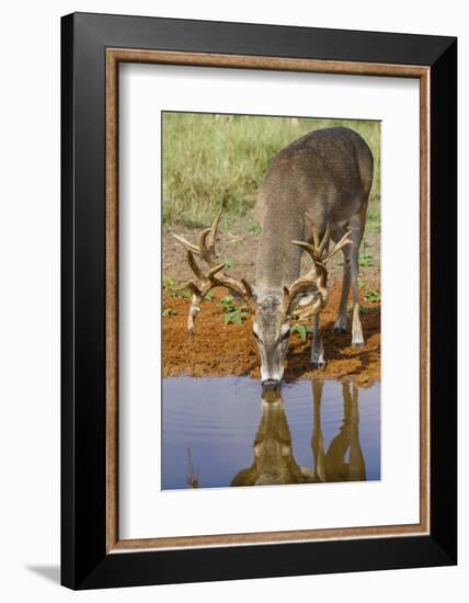 White-tailed Deer (Odocoileus virginianus) drinking-Larry Ditto-Framed Photographic Print