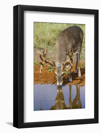 White-tailed Deer (Odocoileus virginianus) drinking-Larry Ditto-Framed Photographic Print