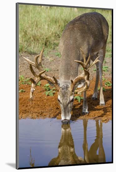 White-tailed Deer (Odocoileus virginianus) drinking-Larry Ditto-Mounted Photographic Print