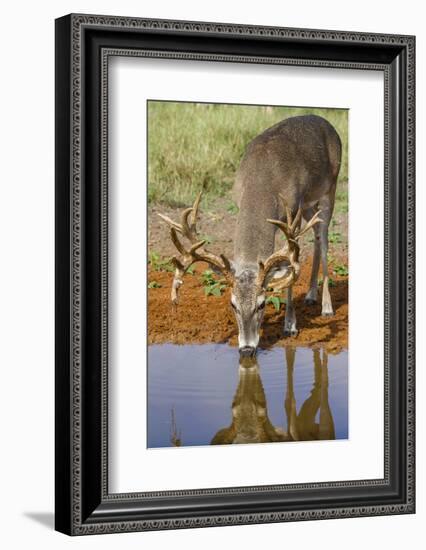 White-tailed Deer (Odocoileus virginianus) drinking-Larry Ditto-Framed Photographic Print