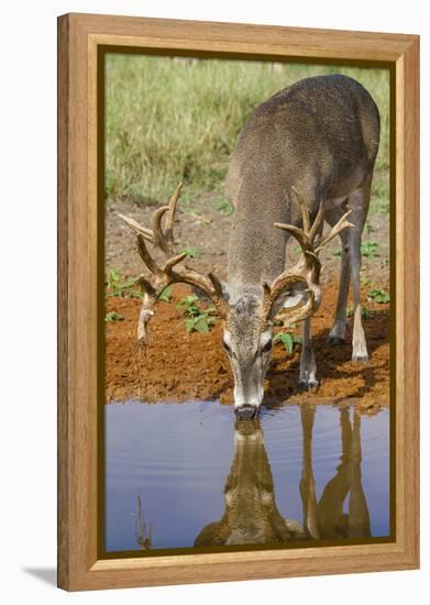 White-tailed Deer (Odocoileus virginianus) drinking-Larry Ditto-Framed Premier Image Canvas