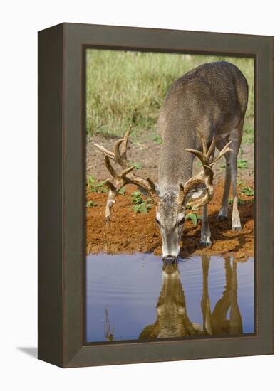 White-tailed Deer (Odocoileus virginianus) drinking-Larry Ditto-Framed Premier Image Canvas