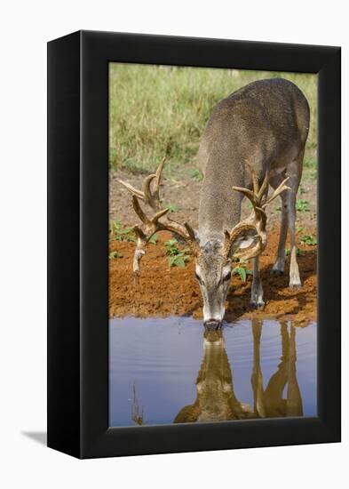 White-tailed Deer (Odocoileus virginianus) drinking-Larry Ditto-Framed Premier Image Canvas