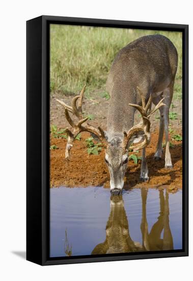 White-tailed Deer (Odocoileus virginianus) drinking-Larry Ditto-Framed Premier Image Canvas