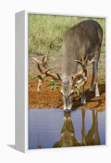 White-tailed Deer (Odocoileus virginianus) drinking-Larry Ditto-Framed Premier Image Canvas