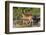 White-tailed deer (Odocoileus virginianus) fawn nursing from mother.-Larry Ditto-Framed Photographic Print