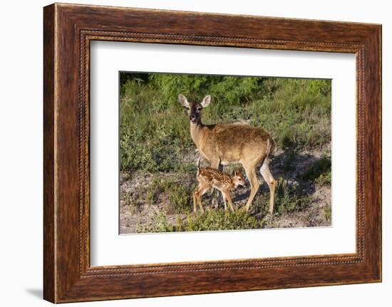 White-tailed deer (Odocoileus virginianus) fawn nursing from mother.-Larry Ditto-Framed Photographic Print