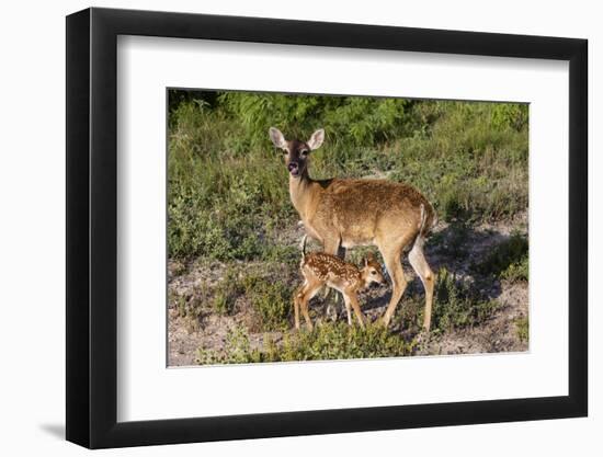 White-tailed deer (Odocoileus virginianus) fawn nursing from mother.-Larry Ditto-Framed Photographic Print
