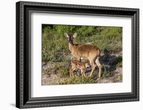 White-tailed deer (Odocoileus virginianus) fawn nursing from mother.-Larry Ditto-Framed Photographic Print