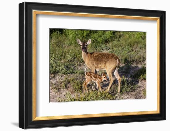 White-tailed deer (Odocoileus virginianus) fawn nursing from mother.-Larry Ditto-Framed Photographic Print