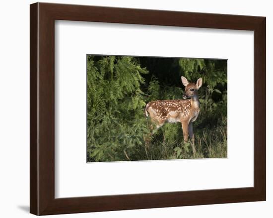 White-tailed deer (Odocoileus virginianus) fawns resting in cover.-Larry Ditto-Framed Photographic Print