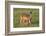 White-tailed Deer (Odocoileus virginianus) female with young-Larry Ditto-Framed Photographic Print