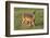 White-tailed Deer (Odocoileus virginianus) female with young-Larry Ditto-Framed Photographic Print