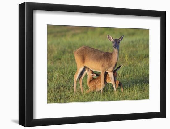 White-tailed Deer (Odocoileus virginianus) female with young-Larry Ditto-Framed Photographic Print