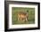 White-tailed Deer (Odocoileus virginianus) female with young-Larry Ditto-Framed Photographic Print