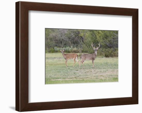 White-tailed Deer (Odocoileus virginianus) in cactus and grass habitat-Larry Ditto-Framed Photographic Print