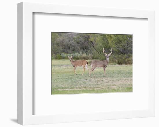 White-tailed Deer (Odocoileus virginianus) in cactus and grass habitat-Larry Ditto-Framed Photographic Print