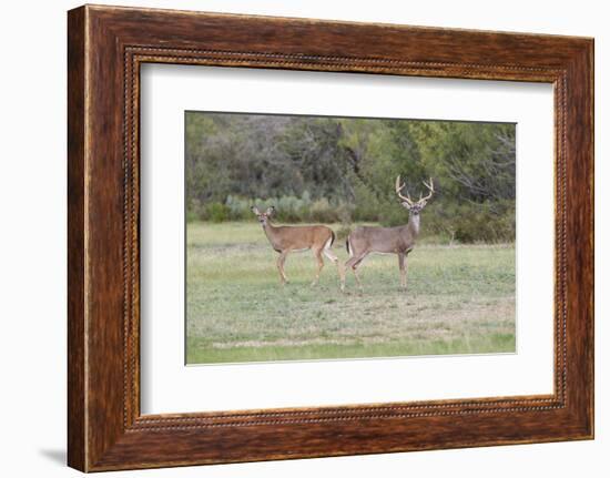 White-tailed Deer (Odocoileus virginianus) in cactus and grass habitat-Larry Ditto-Framed Photographic Print