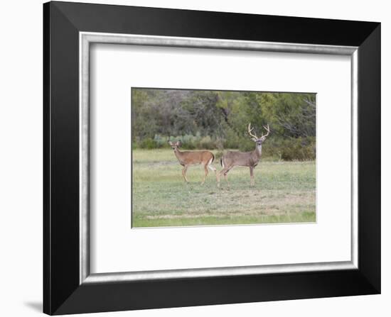 White-tailed Deer (Odocoileus virginianus) in cactus and grass habitat-Larry Ditto-Framed Photographic Print