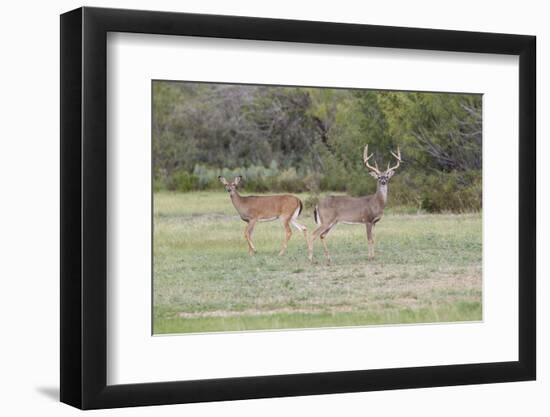 White-tailed Deer (Odocoileus virginianus) in cactus and grass habitat-Larry Ditto-Framed Photographic Print