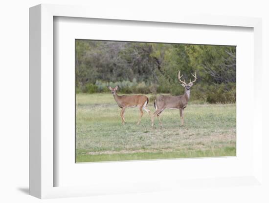 White-tailed Deer (Odocoileus virginianus) in cactus and grass habitat-Larry Ditto-Framed Photographic Print