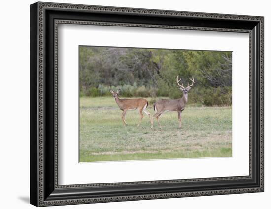 White-tailed Deer (Odocoileus virginianus) in cactus and grass habitat-Larry Ditto-Framed Photographic Print