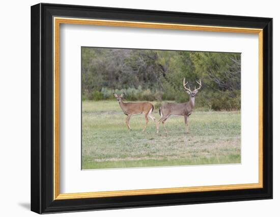 White-tailed Deer (Odocoileus virginianus) in cactus and grass habitat-Larry Ditto-Framed Photographic Print