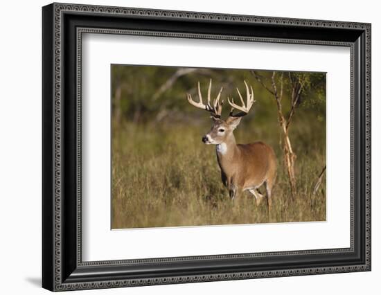 White-tailed Deer (Odocoileus virginianus) in cactus, grass and thornbrush habitat-Larry Ditto-Framed Photographic Print