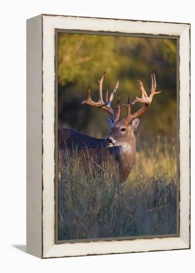 White-tailed Deer (Odocoileus virginianus) in cactus, grass and thornbrush habitat-Larry Ditto-Framed Premier Image Canvas