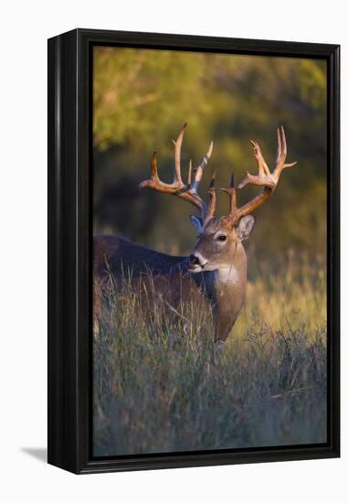 White-tailed Deer (Odocoileus virginianus) in cactus, grass and thornbrush habitat-Larry Ditto-Framed Premier Image Canvas