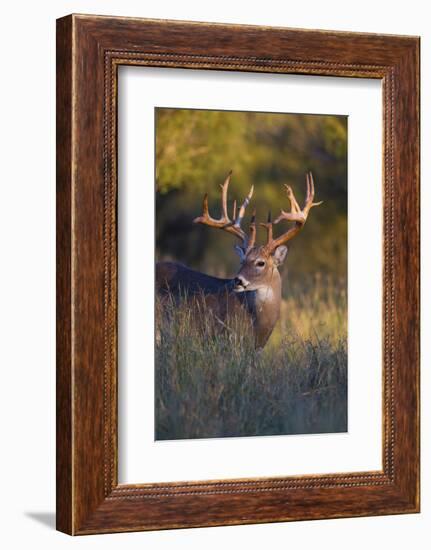 White-tailed Deer (Odocoileus virginianus) in cactus, grass and thornbrush habitat-Larry Ditto-Framed Photographic Print