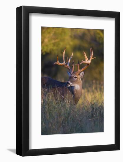 White-tailed Deer (Odocoileus virginianus) in cactus, grass and thornbrush habitat-Larry Ditto-Framed Photographic Print