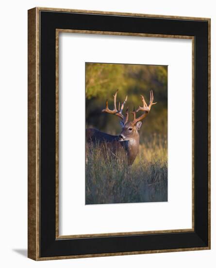 White-tailed Deer (Odocoileus virginianus) in cactus, grass and thornbrush habitat-Larry Ditto-Framed Photographic Print