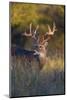 White-tailed Deer (Odocoileus virginianus) in cactus, grass and thornbrush habitat-Larry Ditto-Mounted Photographic Print