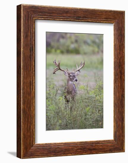 White-tailed Deer (Odocoileus virginianus) in cactus, grass and thornbrush habitat-Larry Ditto-Framed Photographic Print