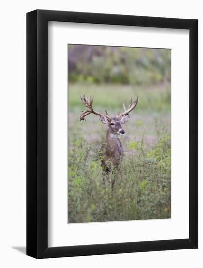 White-tailed Deer (Odocoileus virginianus) in cactus, grass and thornbrush habitat-Larry Ditto-Framed Photographic Print