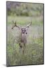 White-tailed Deer (Odocoileus virginianus) in cactus, grass and thornbrush habitat-Larry Ditto-Mounted Photographic Print