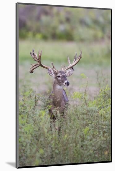 White-tailed Deer (Odocoileus virginianus) in cactus, grass and thornbrush habitat-Larry Ditto-Mounted Photographic Print